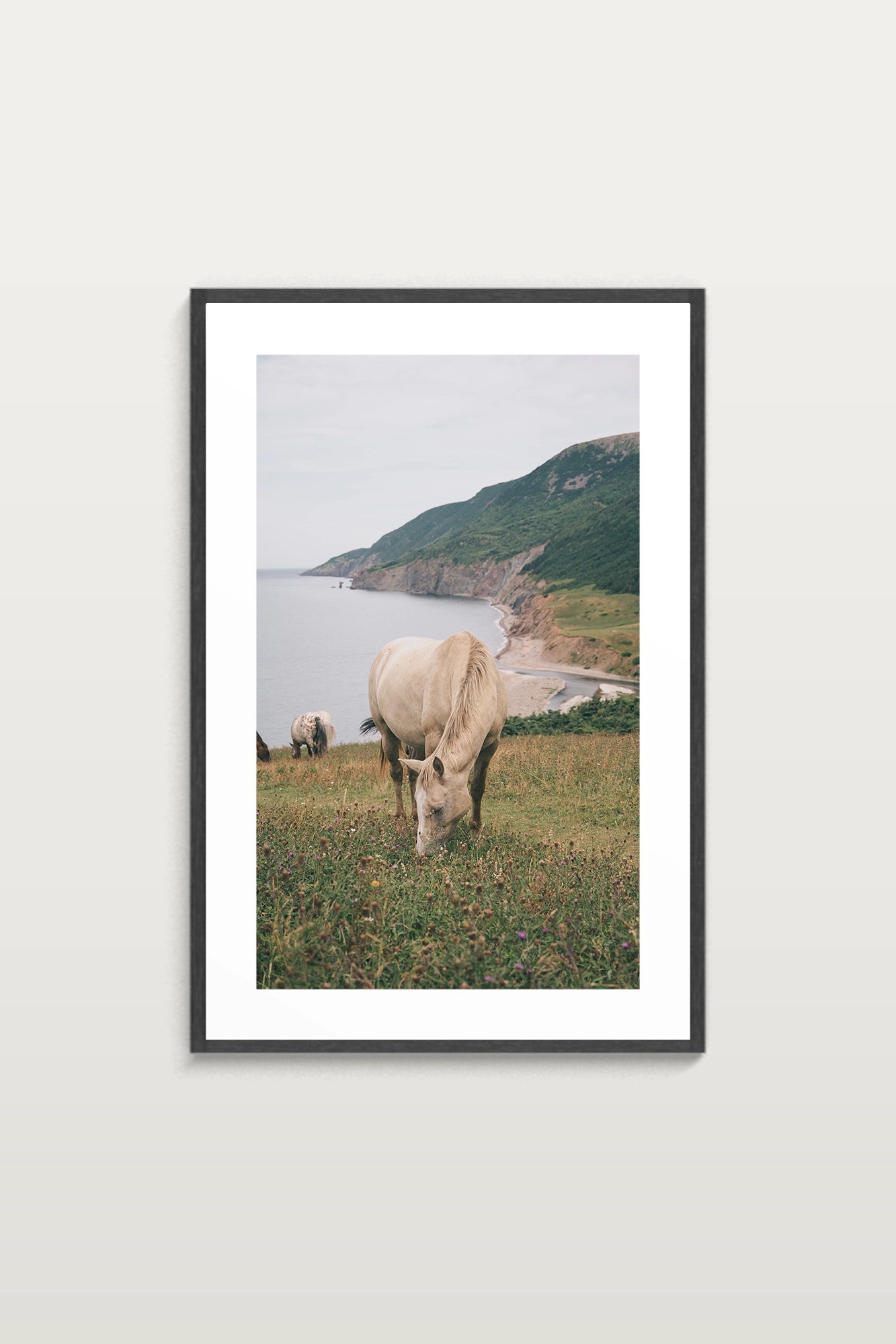 Les hosts de Pollet's cove